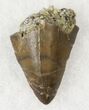 Allosaurus Tooth Tip - Skull Creek Quarry #19363-1